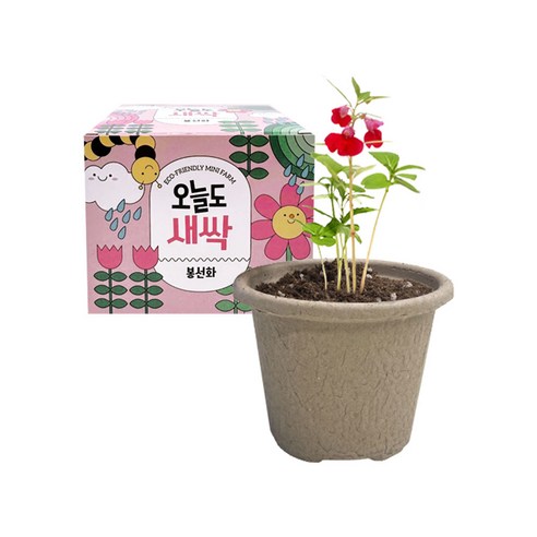 오늘도 새싹 키우기 (봉선화) + 봉숭아물들이기