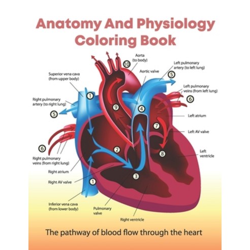 Anatomy And Physiology Coloring: Entertaining And Instructive Guide To The Human Body - Bones Muscl... Paperback, Independently Published