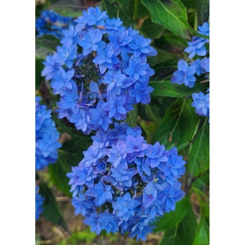 칙칙한 베란다, 싱그러운 나만의 정원으로! 제주 겹 산수국으로 만드는 작은 행복 별수국