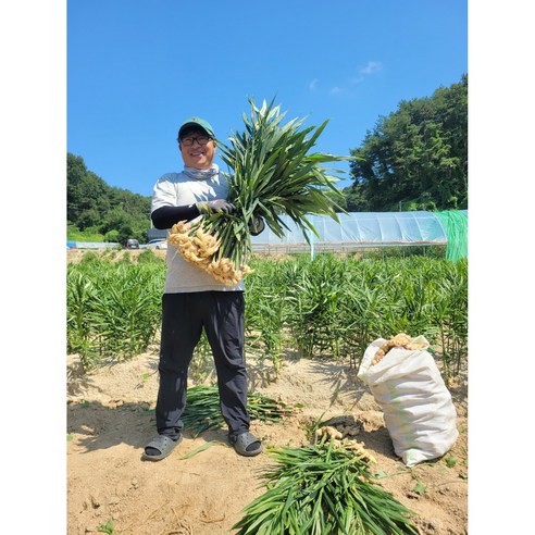 24년 햇생강, 영주 봉화에서 온 고품질 국산 생강의 모든 것 햇생강