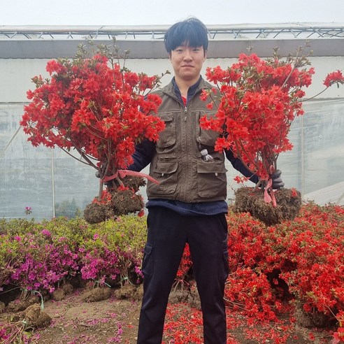 삭막한 베란다에 생기를! 영산홍 묘목 하나로 만드는 나만의 작은 정원 연산홍묘목