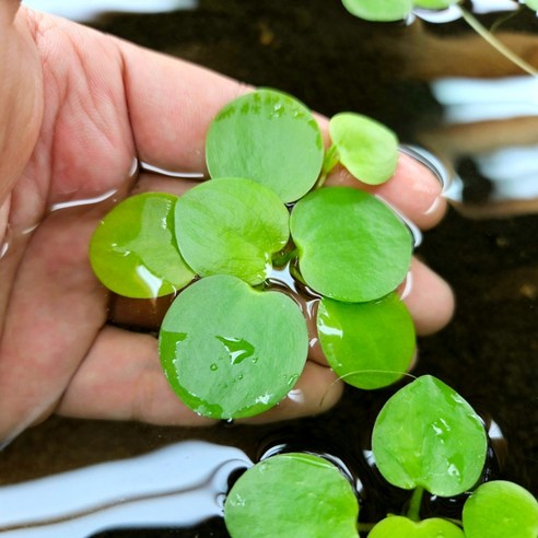 수질정화와 구피 은신처를 한번에 해결하는 아마존 프로그비트