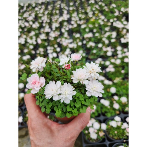 애기 겹 찔레, 향기로운 일상을 선물하는 작은 행복