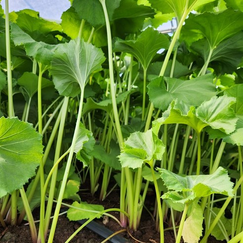 봄날 식탁에 싱그러움을 더하는 논산 머위대