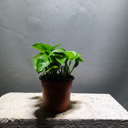 이삭 스킨답서스로 실내 공기를 정화하고 건강한 삶을 시작하세요.