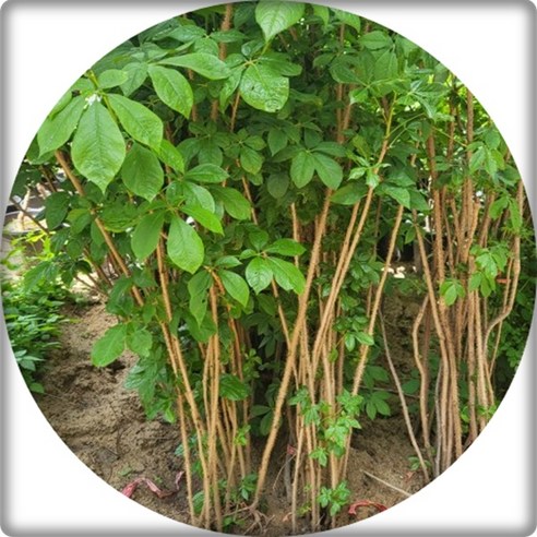 우리 집 정원에 건강을 심다, 가시오갈피 묘목!