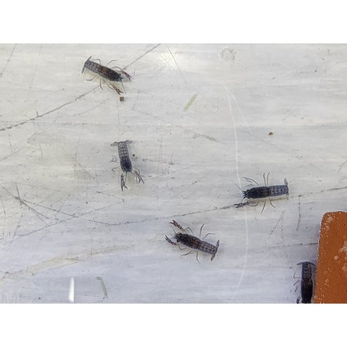 푸른 매력에 퐁당! 특별한 반려 가재, 블루크로우/치가재 키우기 솔직 후기 미니가재