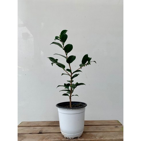 [오케이나우ㅣ강추] 꽃을 키우고 싶은 당신에게 꿀팁! 40~60cm 서향동백나무 [OKNOWㅣ추천상품]