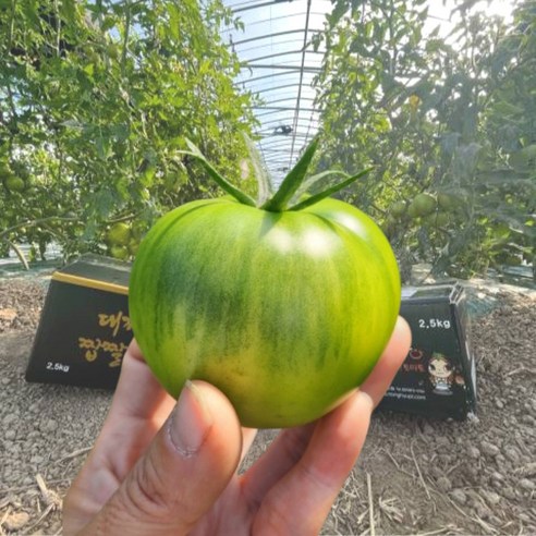 [인기ㅣ강추] 프리미엄 즙이 터지고 달콤한 산지직송 M 사이즈 저토마토 2.5kg [최신ㅣ추천상품 입니다]