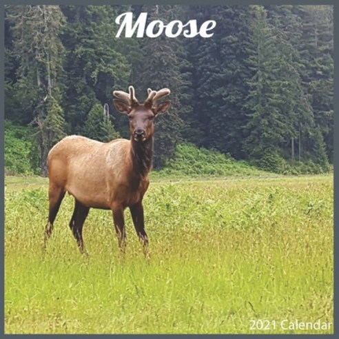 Moose 2021 Calendar: Official ELK Moose Calendar 2021 Paperback, Independently Published, English, 9798581447468