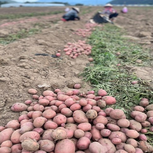 입 안 가득 퍼지는 달콤한 행복, 카스테라 홍감자