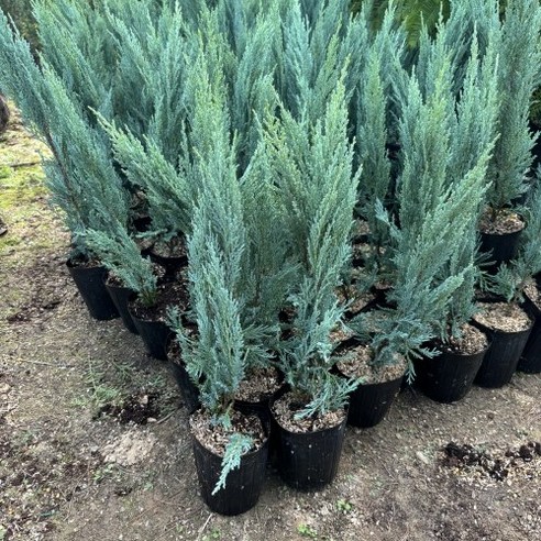 답답한 일상에 싱그러움을 더하는 마법, 문그로우나무