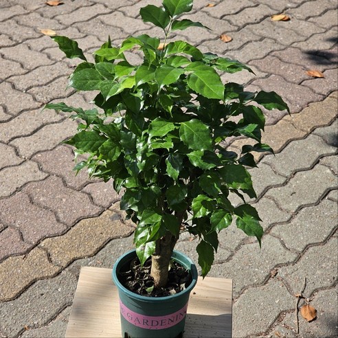 돈과 행운을 부르는 대박나무 핫도그 녹보수로 공간에 싱그러움을 더하세요!