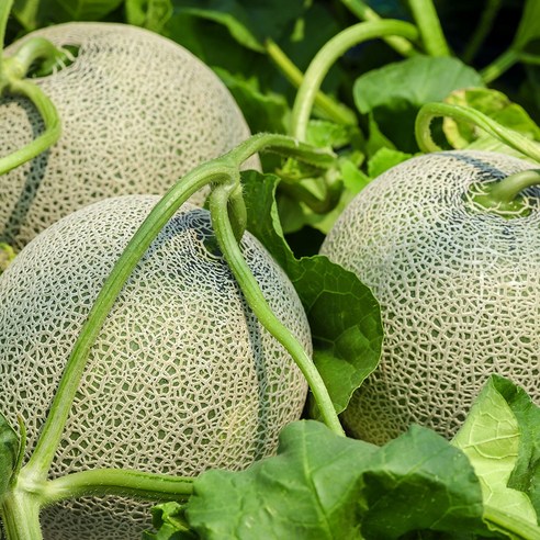 황금열매 국산 전라남도 프리미엄 고당도 꿀 머스크 메론 멜론, 멜론 6수(6-8kg), 1개