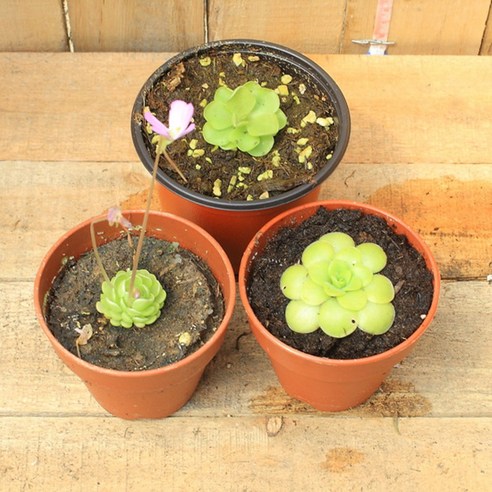 "날파리 지옥" 탈출! 식충식물 제비꽃 3종 세트로 깔끔한 실내 환경 만들기 벌레잡이제비꽃