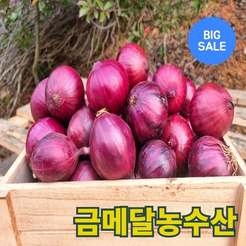 금메달농수산 산지직송 25년 무안 자색 햇양파, 1개, 10kg (중대)