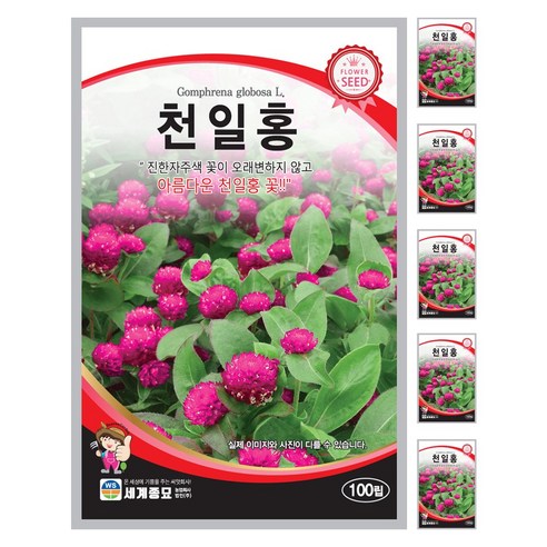 천일홍 씨앗 꽃씨 100립 꽃씨앗 세계종묘 모칸도, 6개