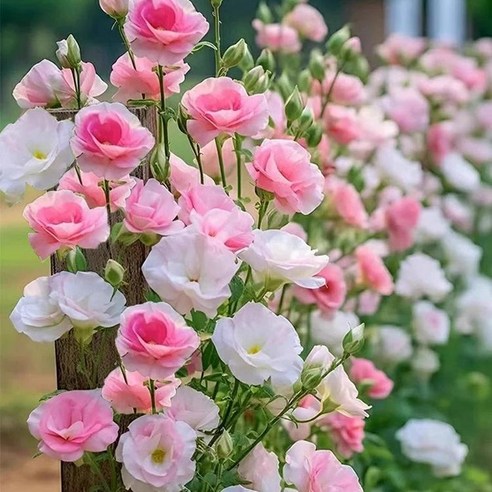 당신의 공간을 싱그럽게 채울 마법, 리시안셔스 씨앗으로 시작하는 꽃의 향연