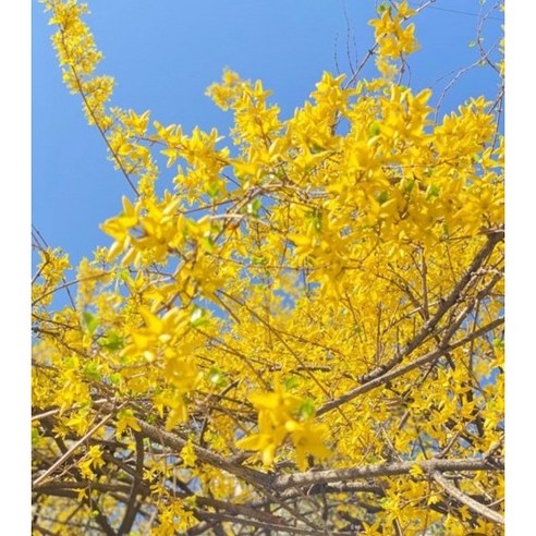 광일농원 개나리나무 2년생 30주 - 묘목 | 쿠팡