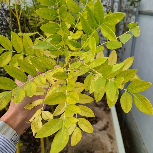 삭막한 공간에 생기를 불어넣다! 황금회화 묘목으로 만드는 나만의 작은 정원 황금회화나무