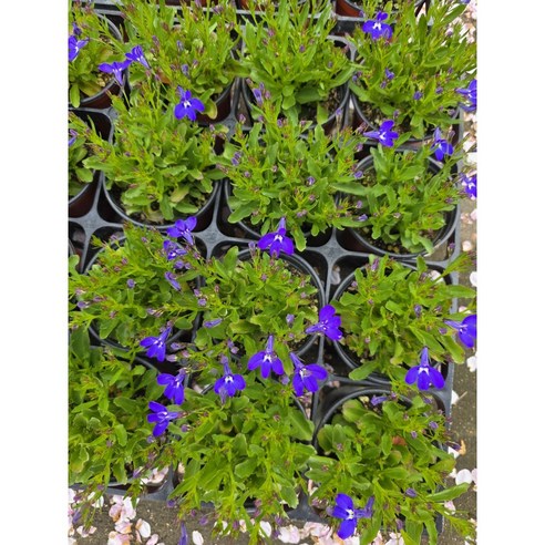 칙칙한 방구석에 생기를 불어넣는 마법, 로벨리아 코발트블루!