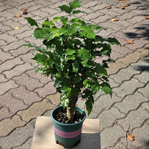 돈과 행운을 부르는 대박나무 핫도그 녹보수로 공간에 싱그러움을 더하세요!