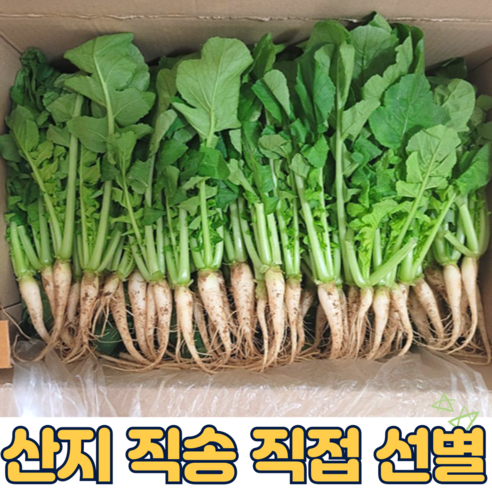 {국내산} 싱싱한 어린열무 2kg 4kg 열무 어린열무 얼갈이 포천열무 열무김치 열무물김치, 1개