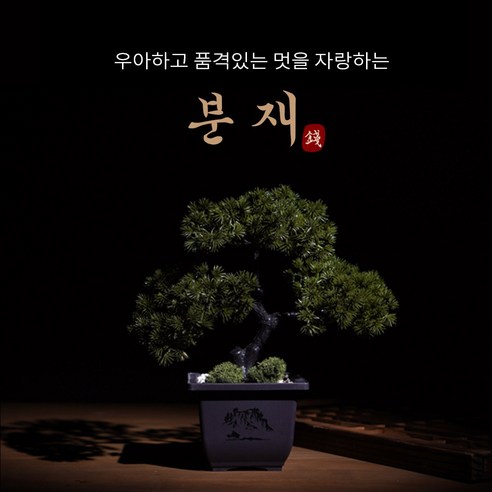 어버이날, 돈 나오는 소나무 분재 용돈박스로 감동과 풍요를 선물하세요!