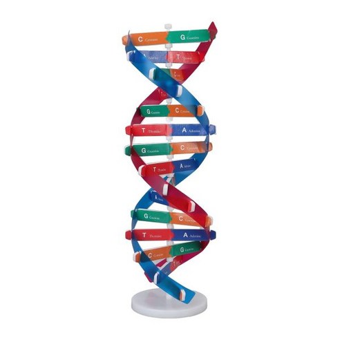 인간 DNA 모델 컬러풀 이중 나선 조립 과학 교육 교습 생물 기구 키트