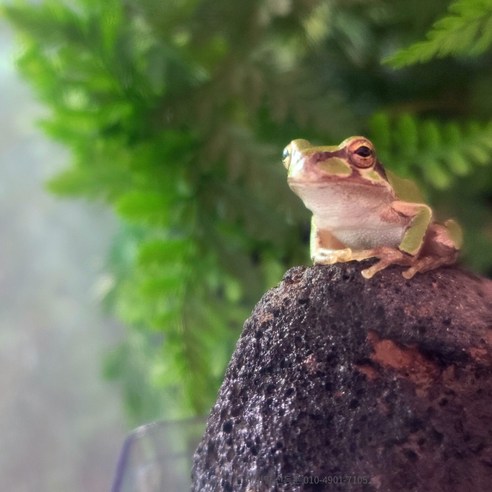 집 안에서 만나는 작은 숲, 하이밀 청개구리 키우기로 아이의 자연 감수성을 키워주세요.