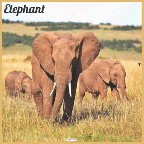 Elephant 2021 Wall Calendar: Official Elephant 2021 Wall Calendar Paperback, Independently Published, English, 9798576578672