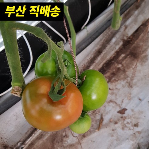 [부산 직배송] 대저 짭짤이 토마토 농협 인증, 1개, 대저 짭짤이 2S-3S 2.5kg