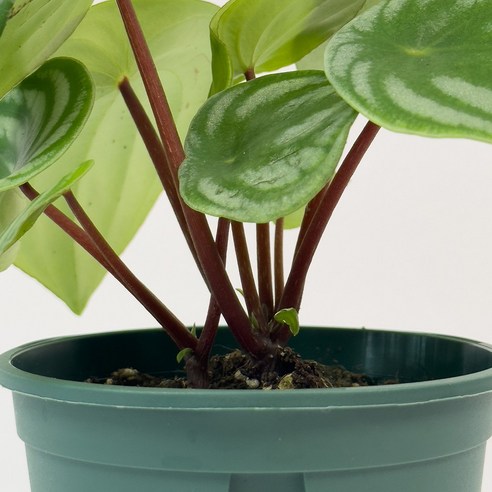 수박 닮은 싱그러움, 칙칙한 내 방에 행복을 심다