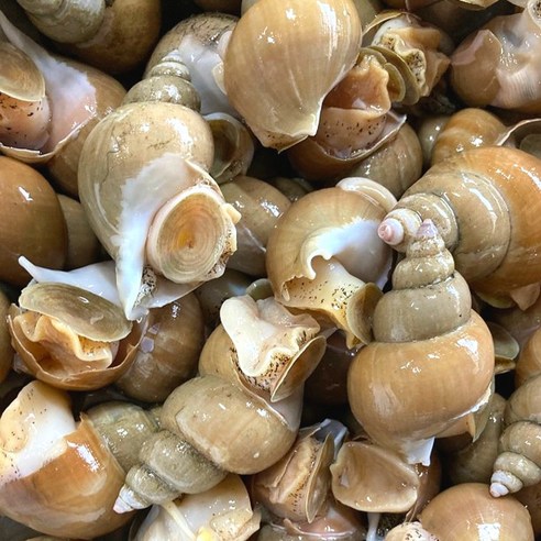 포항 백고동 자연산 통골뱅이 산지직송 생골뱅이, [생물]규격 중 1KG (30-35미), 1개