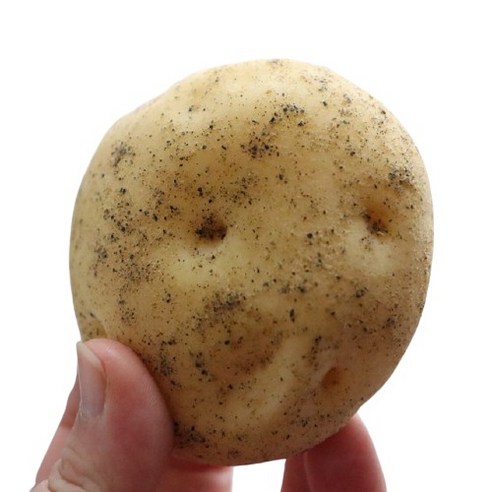 감자빵 (5개입/10개입) 국내산 감자 찹쌀 다이어트/간식/선물세트(춘천감자빵), 감자빵 10개입
