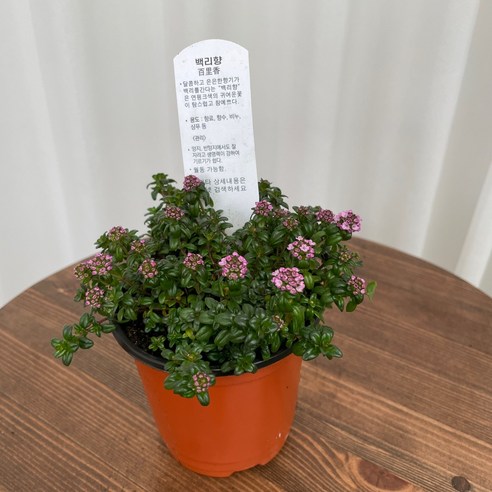 향긋한 백리향 온정원으로 당신의 공간에 자연의 숨결을 불어넣으세요.