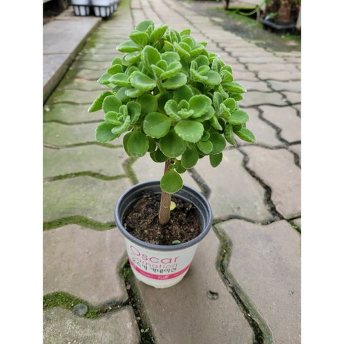 무배특가 15~30cm 장미허브 외목대 소품, 11,900원, 평점 5점, 국내 제조