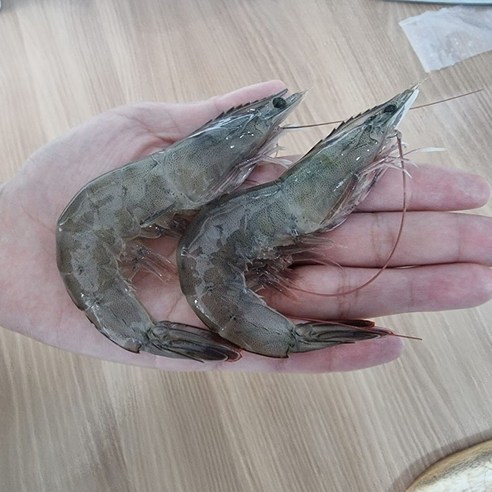 2024년 첫 출하 활대하 활새우 흰다리새우 왕새우 1kg, 1개