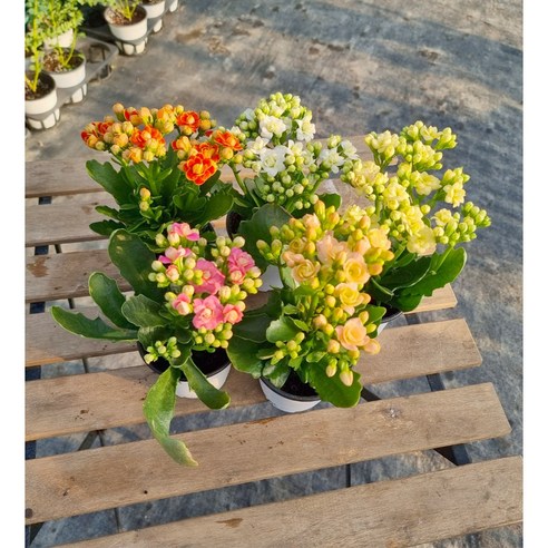 서비내 카랑코에소라야 칼란디바 퀸로즈 (단품 1개/4종묶음 선택) 공기정화식물 반려식물 무호화훼, 단품(1개), 1개 - 꽃화분 | 쿠팡