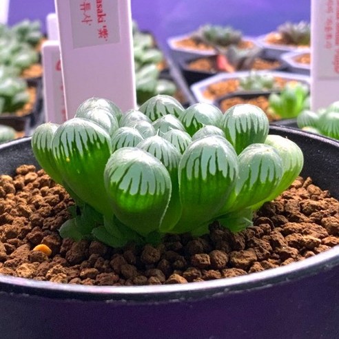 하월시아 자옥로, 칙칙한 일상에 찾아온 싱그러운 변화