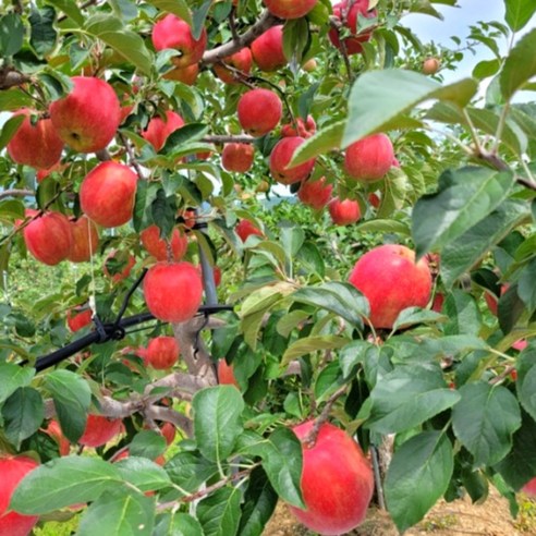 달콤하고 맛있는 감자 과자