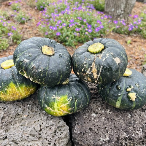 국내산 4.5kg 제주 단호박 밤호박 미니단호박 1박스 (수입산 포함)