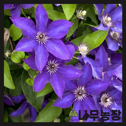 덩굴식물 초보도 성공! 클레마티스 ‘더 프레지던트’ 키우기, 궁금증 해결부터 성공 노하우까지 클레마티스