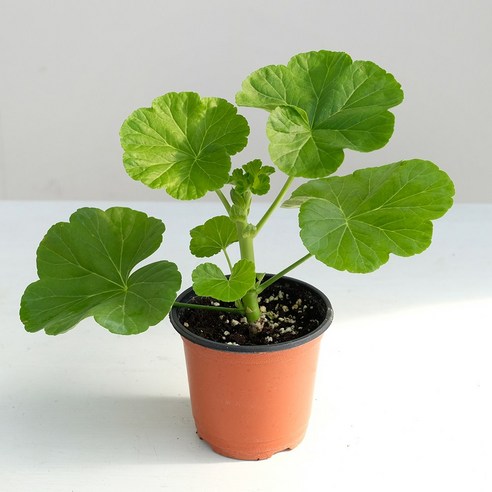 향기로운 행복을 집으로, 애플블로썸 제라늄!