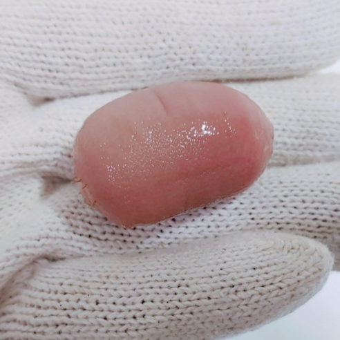 싱싱함이 춤추는 바다, 낚시의 즐거움을 더하는 국내산 개불 미끼 개불미끼