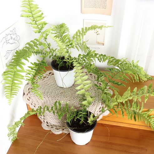 무늬보스턴고사리 하나로 삭막한 공간에 싱그러움을 더하다