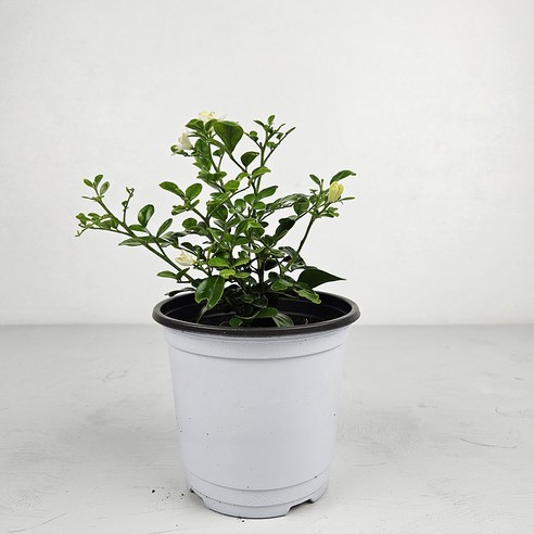 향기로운 오렌지자스민으로 일상에 활력을 더하세요!