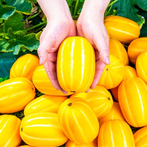 고당도 성주 꿀 참외: 신선함과 맛의 절묘한 조화