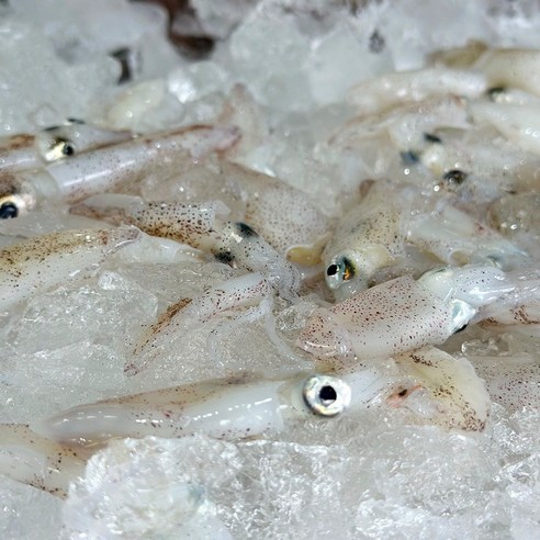 봄 바다의 선물, 싱싱함이 살아 숨 쉬는 호래기 꼴뚜기 횟감