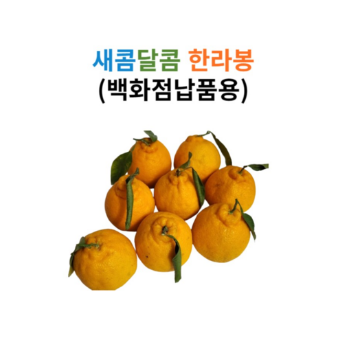 고당도 서귀포 한라봉 벌크포장/선물포장 당도보장 12brix이상, 1박스, 2kg 중과 (마트납품용)